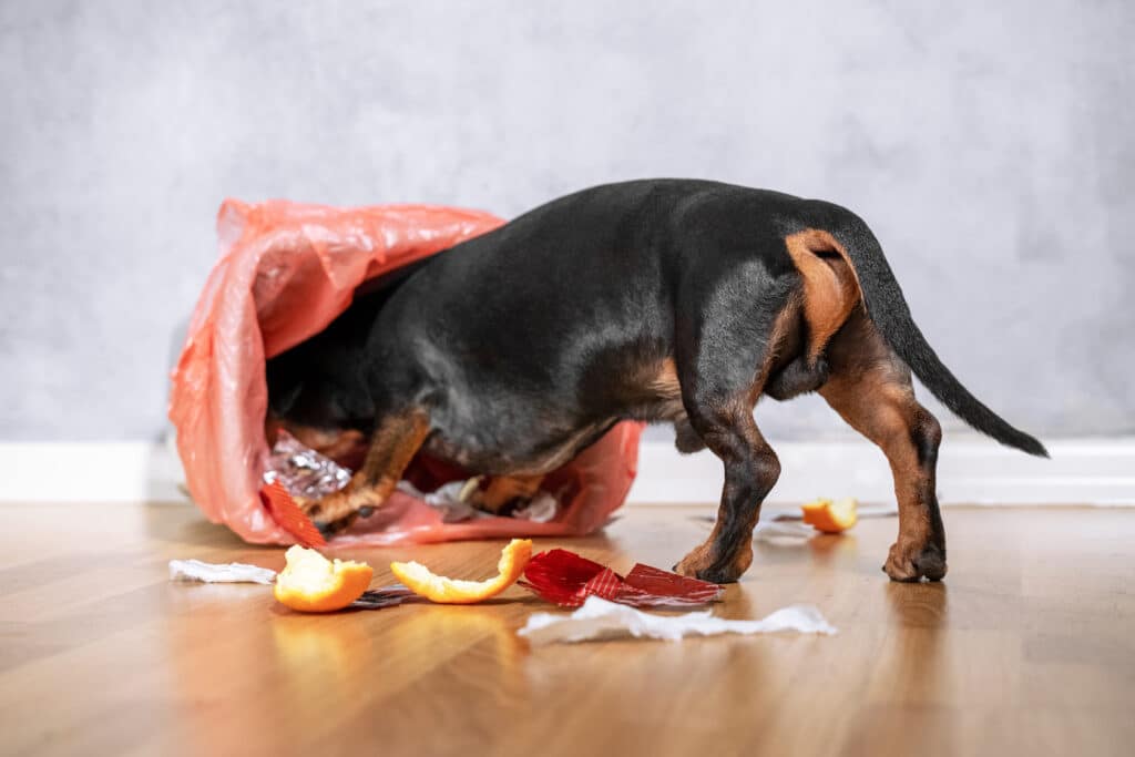 Cute Dachshund Dog, Black And Tan, Pushed And Climbed Into The Garbage Can At Home