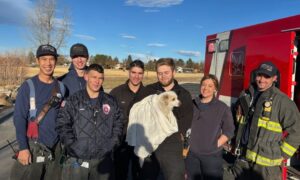 Dog Gets Rescued After Falling Through Ice