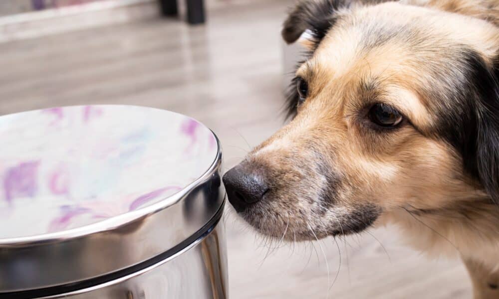 Dog sniffing dog proof trash can