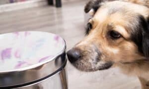 Dog Sniffing Dog Proof Trash Can