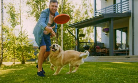 Man Plays Catch Flying Disc With Happy Golden Retriever Dog On The Backyard Lawn