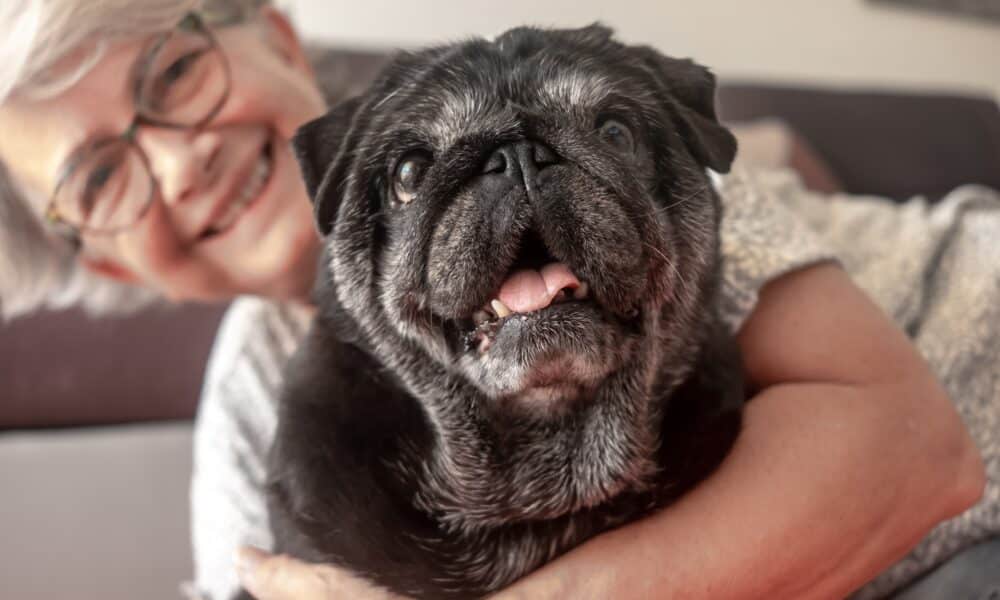 Portrait Of Black Purebred Old Pug Dog Sitting With His Owner On The Floor At Home