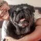 Portrait of black purebred old pug dog sitting with his owner on the floor at home