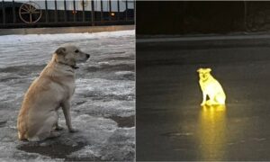 Russian Dog Patiently Waiting For Dead Owner By The Frozen River