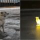 Russian Dog Patiently Waiting For Dead Owner By The Frozen River