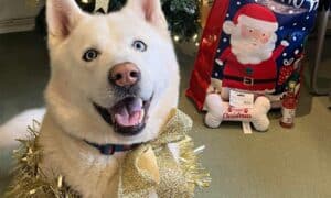 A shelter dog who has spent three years at the Cheltenham Animal Shelter gets the best Christmas gift ever — getting adopted and spending the holiday season with his forever family.