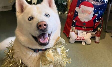 A Shelter Dog Who Has Spent Three Years At The Cheltenham Animal Shelter Gets The Best Christmas Gift Ever — Getting Adopted And Spending The Holiday Season With His Forever Family.