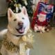 A Shelter Dog Who Has Spent Three Years At The Cheltenham Animal Shelter Gets The Best Christmas Gift Ever — Getting Adopted And Spending The Holiday Season With His Forever Family.