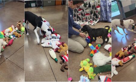 Shelter Dogs Pick Out Their Christmas Toy