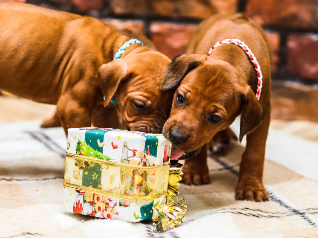 Two Cute Rhodesian Ridgeback Puppies Opening Dog Christmas Gifts