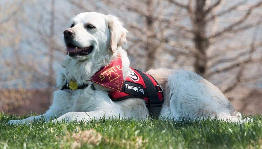 Zosia the therapy dog