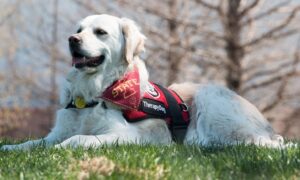 Zosia The Therapy Dog