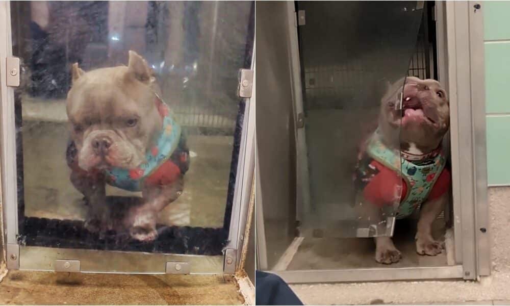 Arnold The Dog Vs His Doggy Door