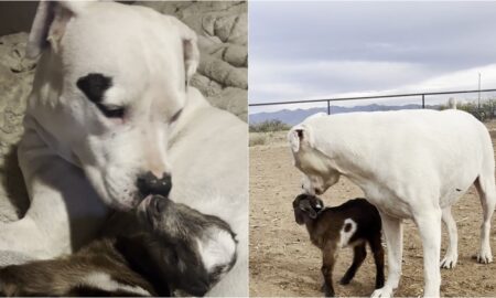 Deaf Dog Adopts Orphaned Baby Goat