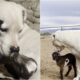 Deaf Dog Adopts Orphaned Baby Goat