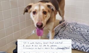 dog abandoned with the most heartbreaking note