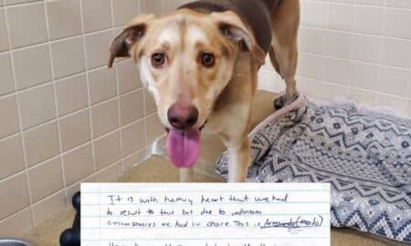 Dog Abandoned With The Most Heartbreaking Note