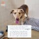 dog abandoned with the most heartbreaking note