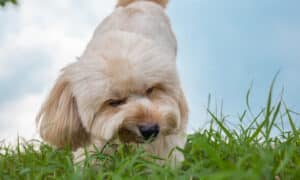 dogs eating grass in the garden