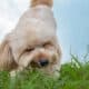 Dogs Eating Grass In The Garden