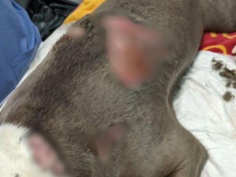 Dog With Large Burns On Its Body Left By Owner To Suffer