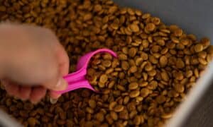 Hand Scooping Up A Portion Of Brown Dog Food Kibble With A Small Bright Pink Measuring Cup Spoon