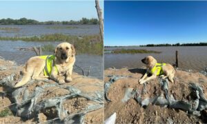 hero dog who helped in anti flooding campaign in Kazakhstan