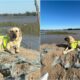 Hero Dog Who Helped In Anti Flooding Campaign In Kazakhstan