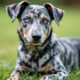 Catahoula-Leopard-Dog_-Is-Adoption-Right-for-You_