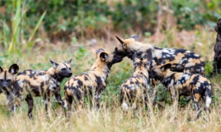 Latest-African-Wild-Dog-Conservation-News