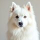 Where-to-Find-American-Eskimo-Dogs-for-Adoption