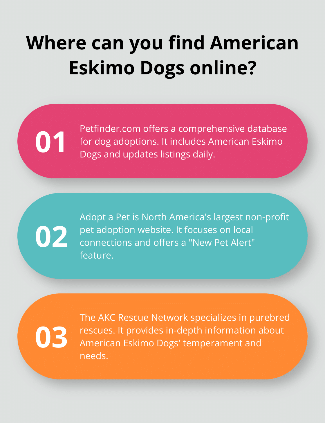 Infographic: Where can you find American Eskimo Dogs online? - american eskimo dog adoption