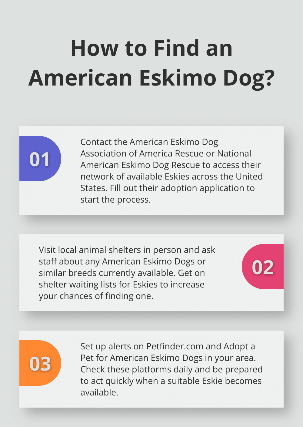 Infographic: How to Find an American Eskimo Dog?