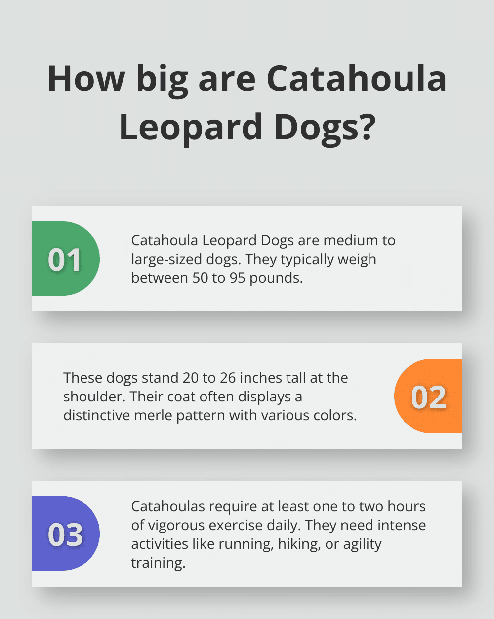 Infographic: How big are Catahoula Leopard Dogs? - catahoula leopard dog adoption