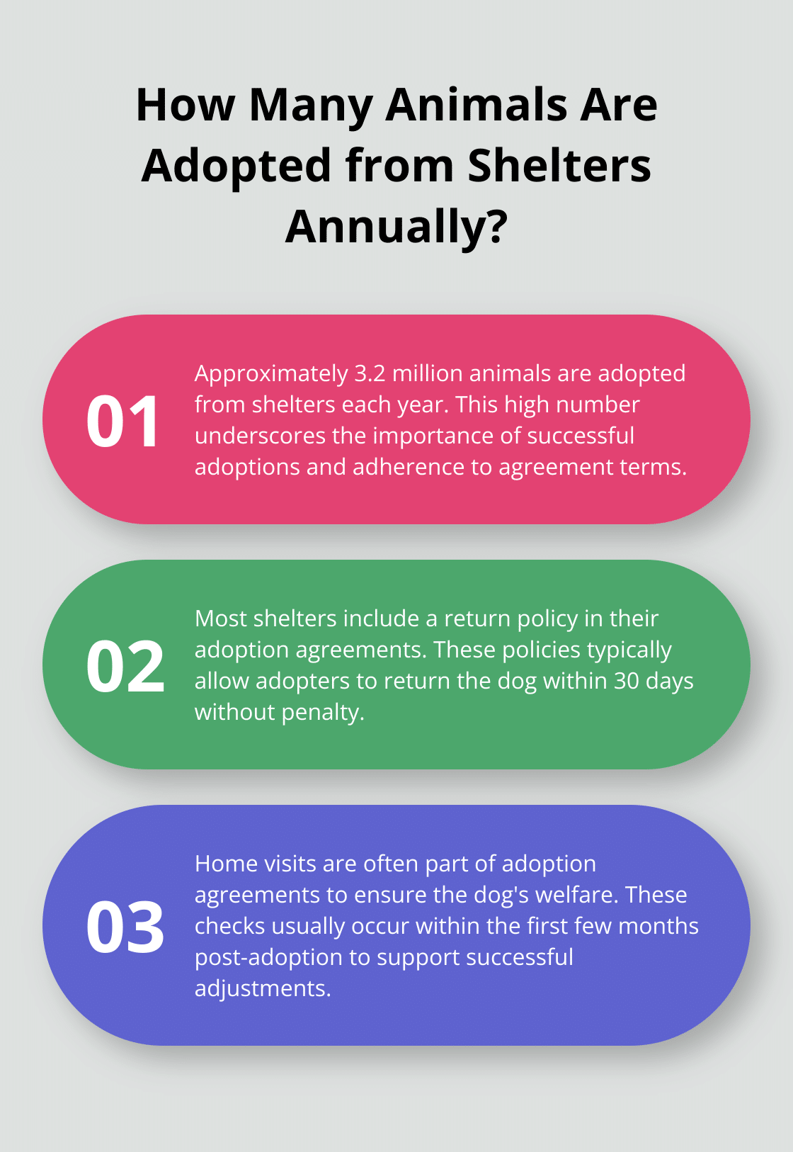 Infographic: How Many Animals Are Adopted from Shelters Annually?