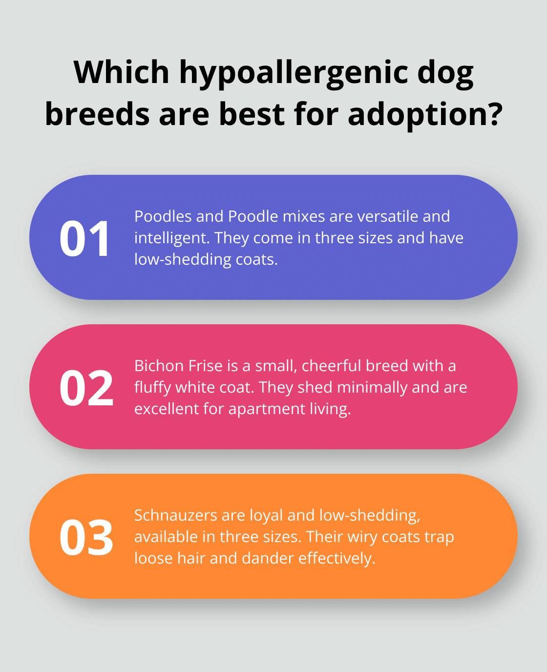 Infographic: Which hypoallergenic dog breeds are best for adoption? - hypoallergenic dog breeds for adoption