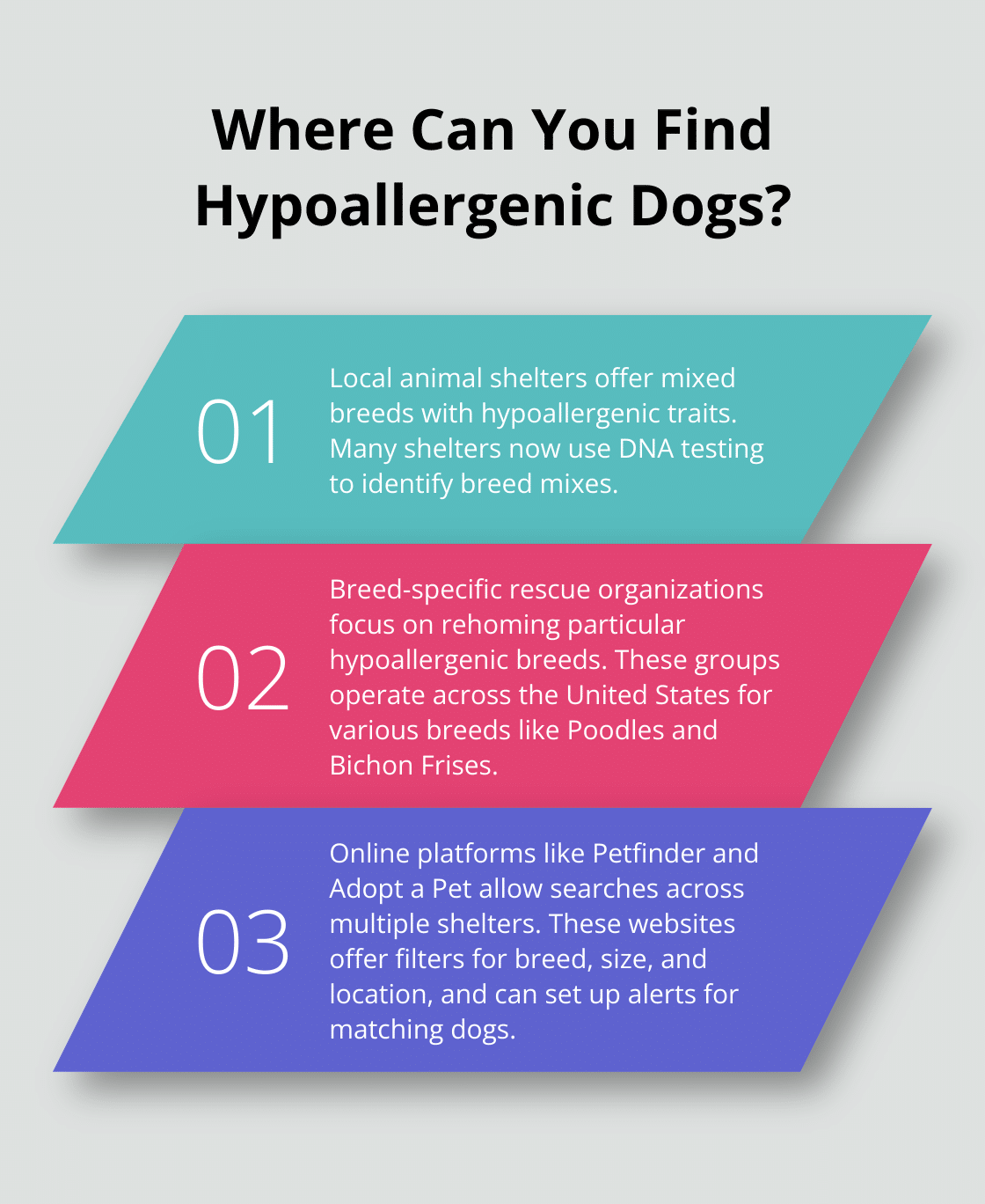 Infographic: Where Can You Find Hypoallergenic Dogs?