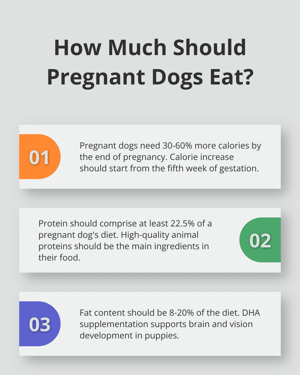 Infographic: How Much Should Pregnant Dogs Eat?